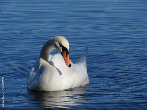 swans on the lake. loyalty to the swan. photo of swans close up