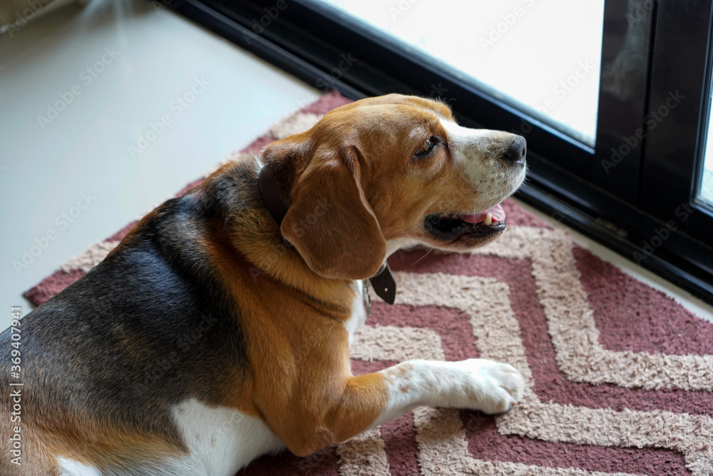 Beagle dog keeps stay on brown mat in front the door at home waiting for his owner come back home. Lonely dog look out through the door with nobody at home,sad dog concept.