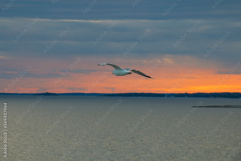 Seagull in the sky, the sea, on a background of red sunset