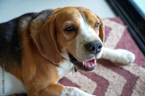 Beagle dog laying down on brown mat infront the door at home waiting for his owner come back home. Lonely dog look out through the door with nobody at home,sad dog concept.