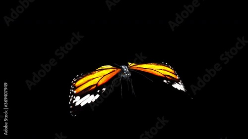 A looped animation of fluttering butterfly with yellow wing.