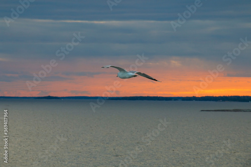 Seagull in the sky, the sea, on a background of red sunset
