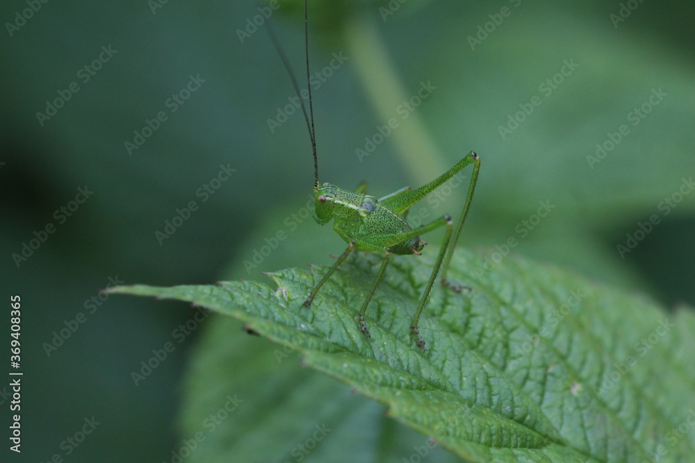 Larve der Punktierten Zartschrecke - Leptophyes punctatissima Larve der Punktierten Zartschrecke - Leptophyes punctatissima