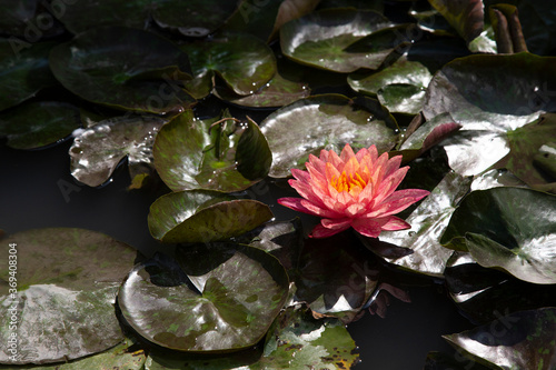 Lotus blossom blooming in pond