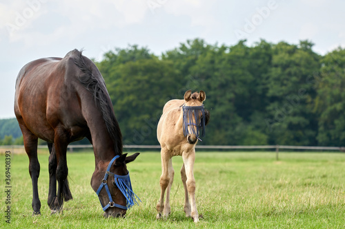 A valk color foal and a brown mare in the field  wearing a fly mask  pasture  horse