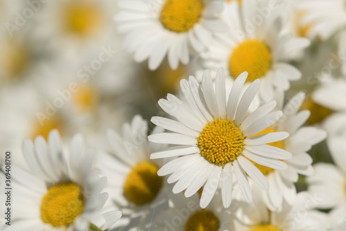 Dog daisy  Leucanthemum vulgare