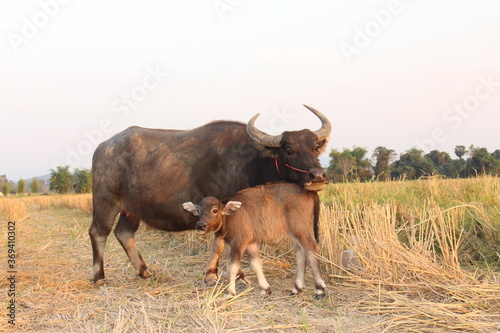 Thai buffalo,buffaloes have been used since centuries by peasants in order to plough their rice fields. This photo took after harvested in The North of Thailand. photo