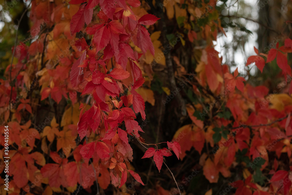 Fototapeta premium autumnal red deciduous woody vine in golden light