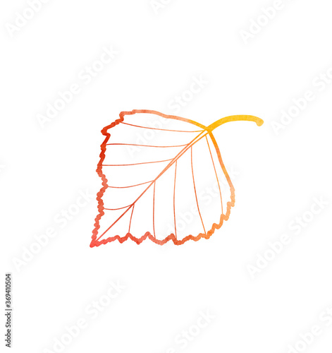 Watercolor hand drawn outline illustration of autumn birch leaf. Isolated objects on white background. For creating various autumn fall designs