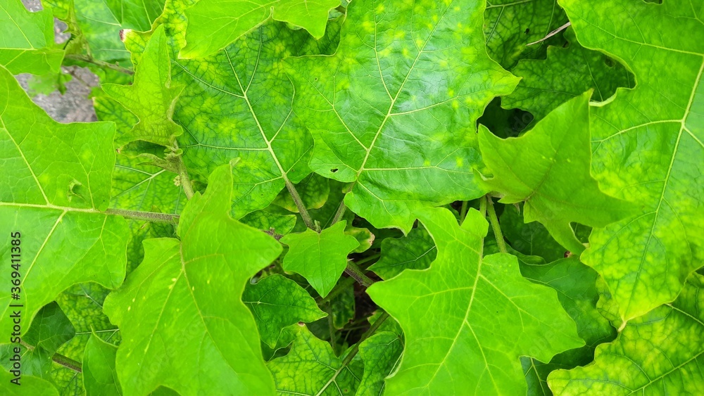 green leaf background green leaf background