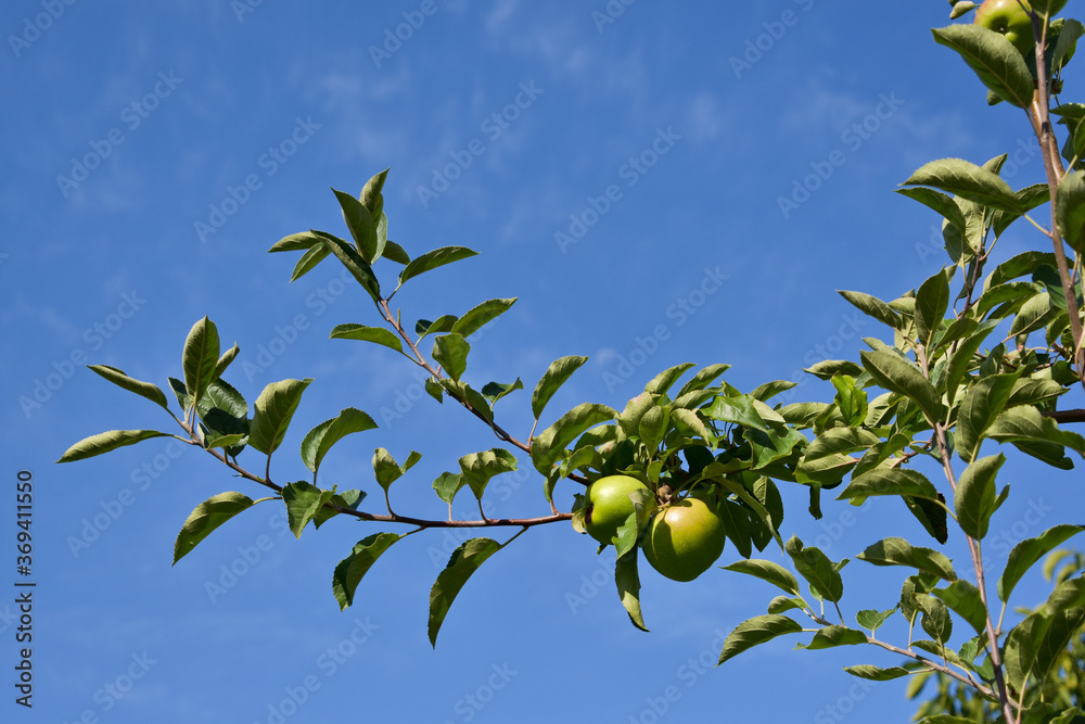 Primer plano de una rama aislada del manzano con las manzanas creciendo en el árbol que cruza el cielo azul del verano.