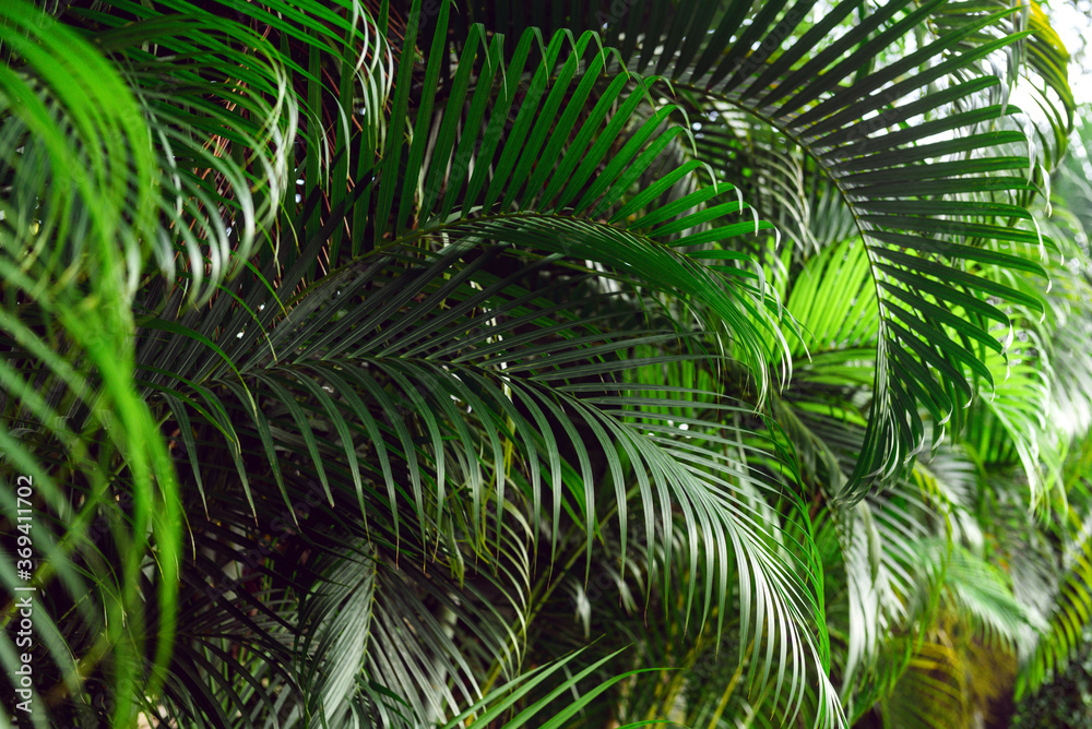 Tropical palm plant background