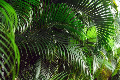 Tropical palm plant background © grthirteen