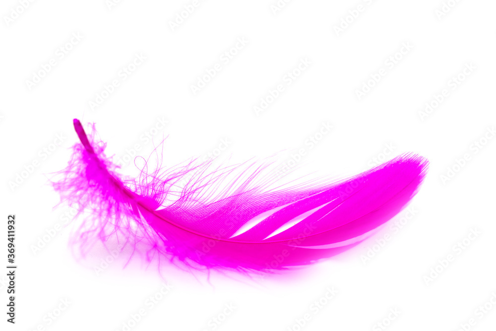 Close up of soft Purple feather isolated on white Close up of soft Purple feather isolated on white