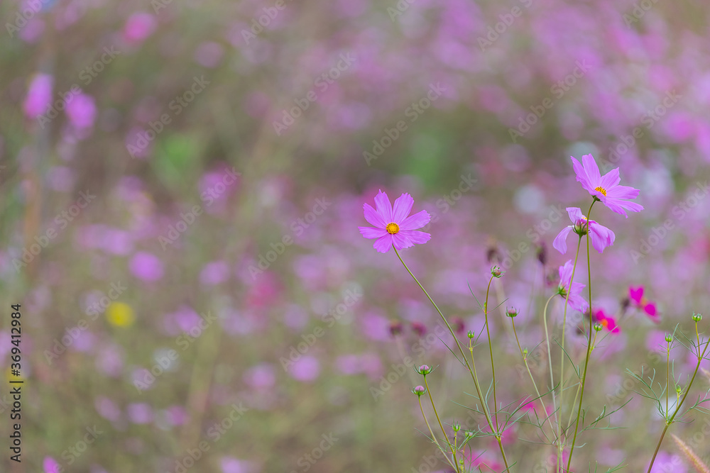 Fototapeta premium Beautiful cosmos bipinnatus