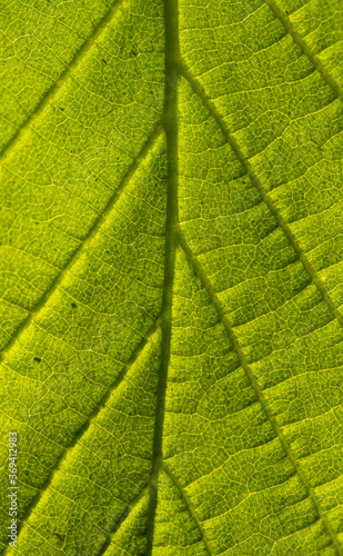 veins in a leaf against the light, texture