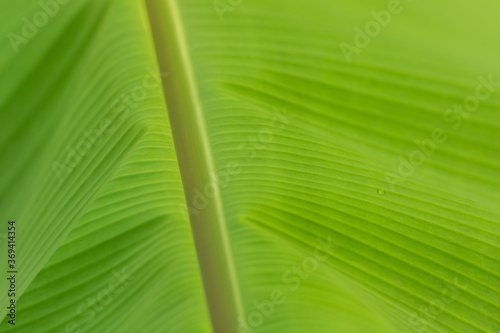 Close up of organic green banana leaves on the tree with blur nature