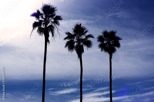 Three palm trees in order of heigh