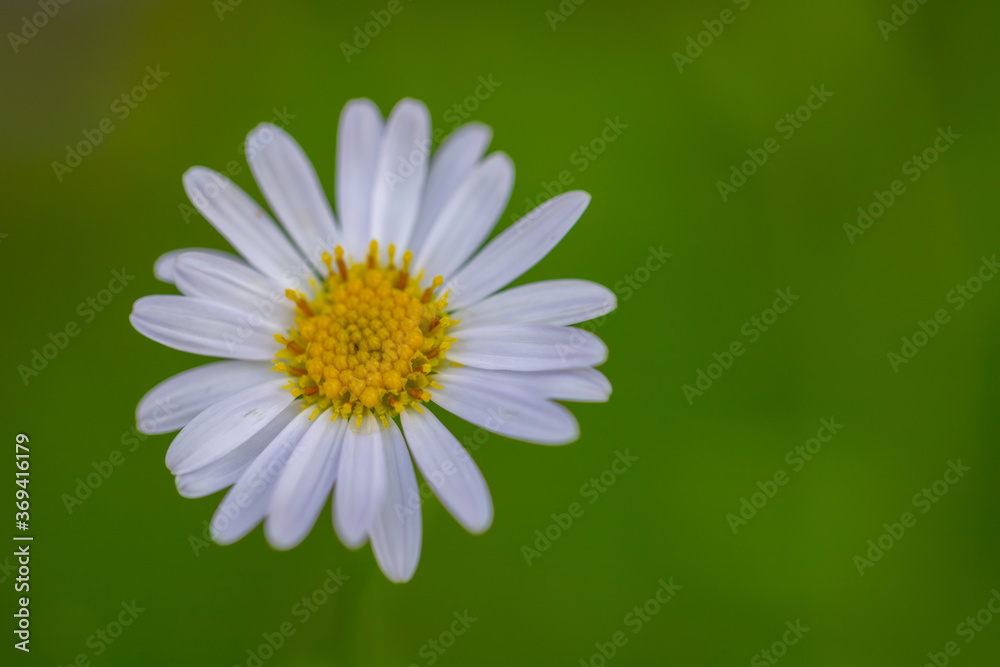 Fototapeta premium White Daisy flower in nature with background