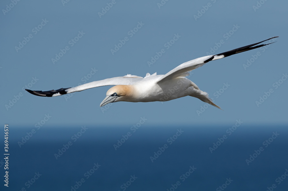 Northern Gannet (Morus bassanus) soaring above the ocean off the North Yorkshire coast Northern Gannet (Morus bassanus) soaring above the ocean off the North Yorkshire coast