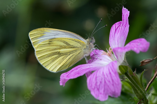 Green-veined White Butterfly (Pieris napi) on a Geranium psilostemon flower in a garden