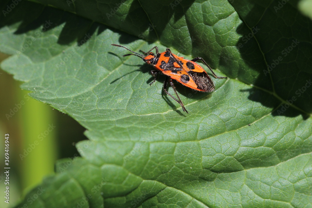 Obraz premium Zimtwanze - Corizus hyoscyami