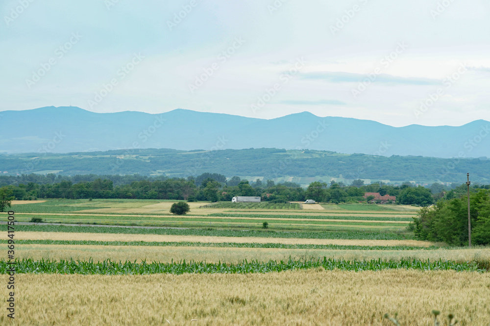 Field of wheat in summer. Fields in Serbia.