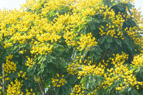 Peltophorum pterocarpum yellow flowers on tree