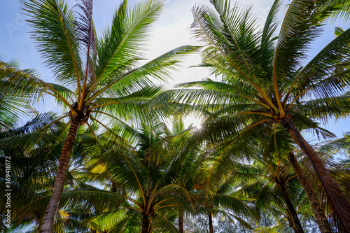 coconut palm trees leafs front of sun at Phuket Thailand.