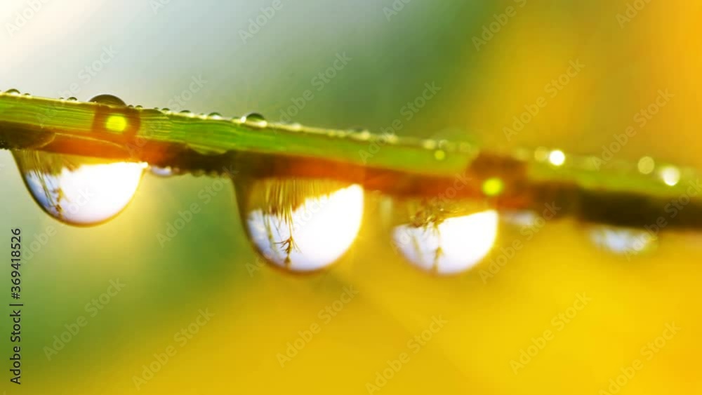 drops of dew on a green grass