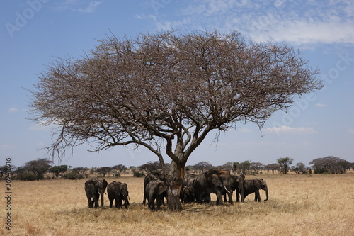 TANZANIA  SERENGETI  ELEPHANTS UNDER TREE.
