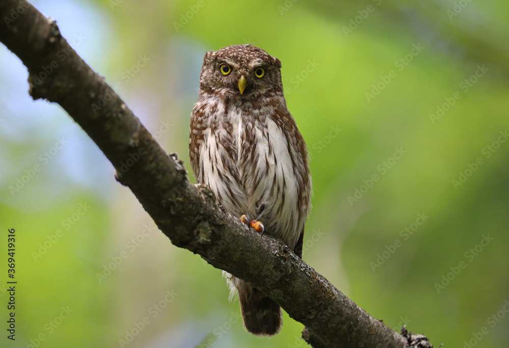 Pigmy owl on the branch Pigmy owl on the branch