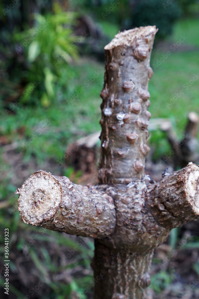 Close up cut down branch of Frangipani (Plumeria) plant Close up cut down branch of Frangipani (Plumeria) plant