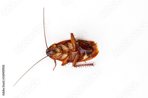 cockroach isolated on white background (top view)