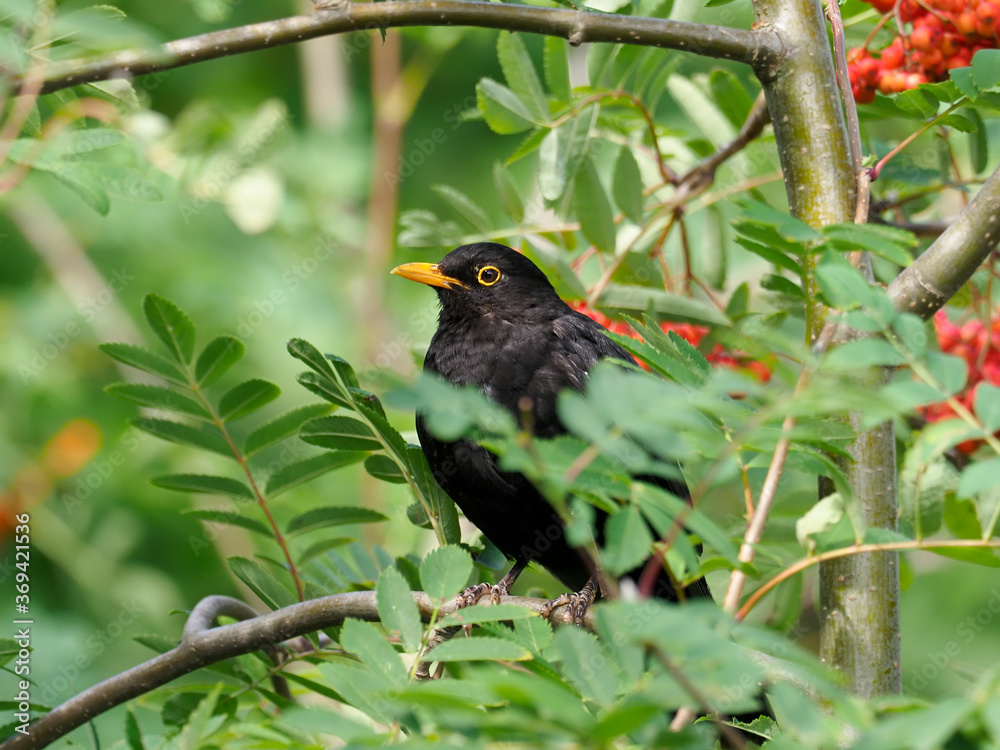 Blackbird, Turdus merula Blackbird, Turdus merula