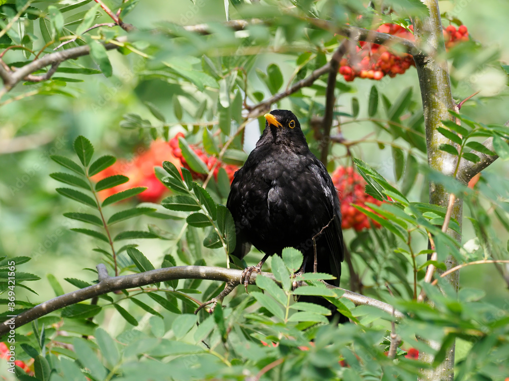 Fototapeta premium Blackbird, Turdus merula