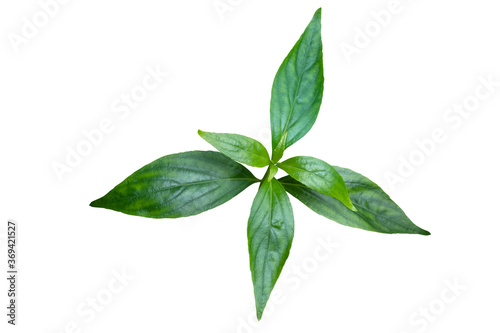 Green leaves of herbal medicine plant Kariyat or green chireta (Andrographis paniculata) on white background with clipping path. The plant has found the ability to suppress coronavirus COVID-19. © Chansom Pantip