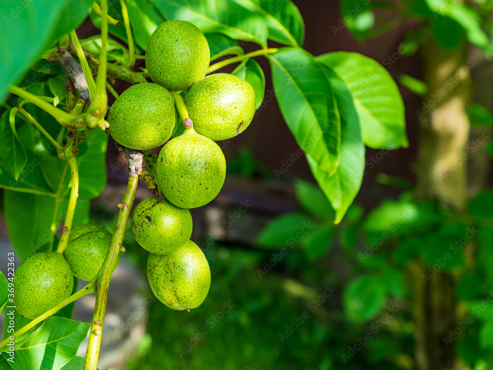 Walnut branch with unripe nuts