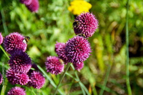 Violetter Kugel-Lauch mit Insekten im Botanischen Garten in Gütersloh im Juli, Allium sphaerocephalon, Zierpflanze in Rabatten © Calandra