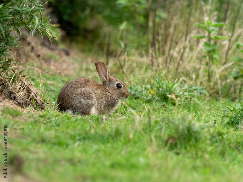 Fototapeta premium Rabbit, Oryctolagus cuniculus