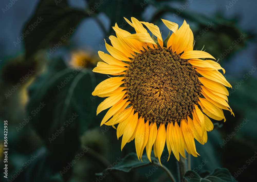Naklejka premium Close-up with sunflower at sunrise