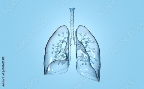 Human lungs with alveolus, medically 3D illustration photo