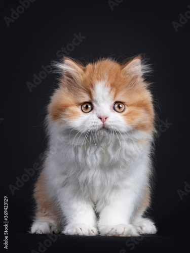 Cute red with white British Longhar kitten, sitting facing front. Looking straight at camera. Isolated on black background. © Nynke