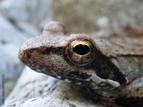 close-up of a frog at the river park of Magisano called Grotta Rosa (Pink Cave), Magisano, Catanzaro, Calabria, Italy