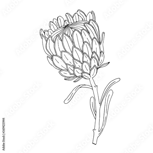 Protea flower handmade drawing in sketching technique. Graphic design for wedding invitations, prints on t-shirts and posters in the Scandinavian style.
Vector image on a white background.