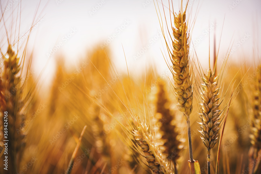 Yellow grain ready for harvest growing in a farm field Yellow grain ready for harvest growing in a farm field