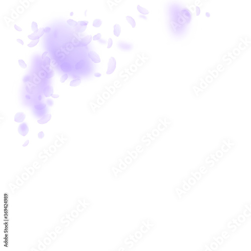 Violet flower petals falling down. Favorable roman