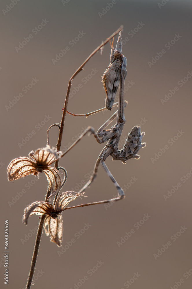 Fototapeta premium Empus Pennata on the thorn in the autumn afternoon waiting for prey