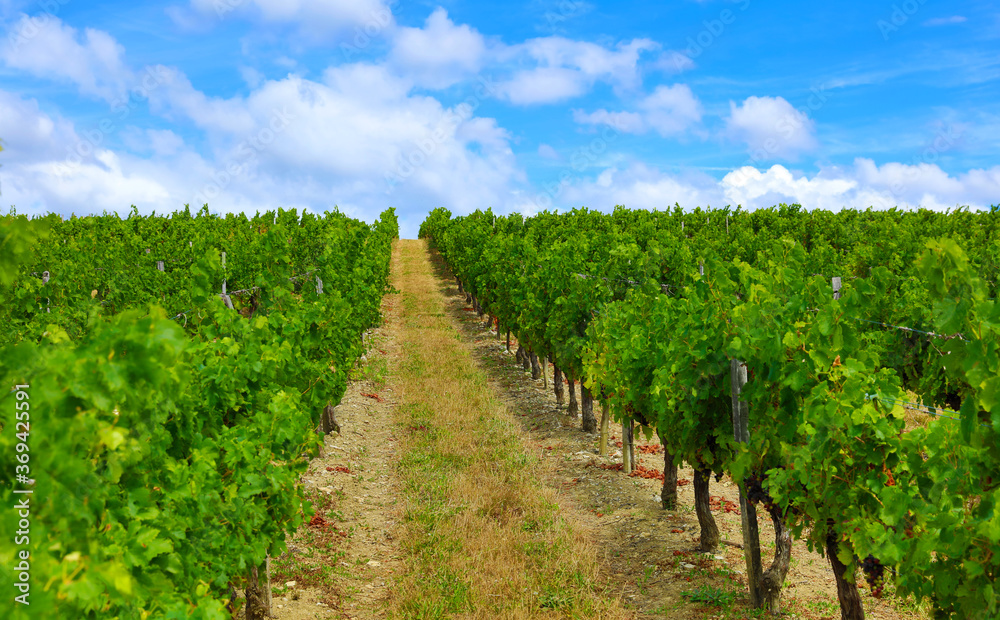 vineyard in France Medoc, Bordeaux