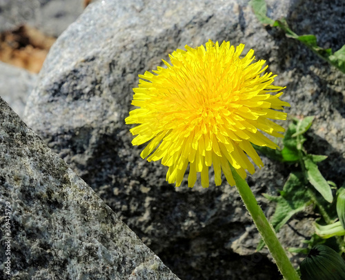 Dandelion between rocks